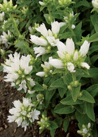 Campanula glomerata 'Crown of Snow'